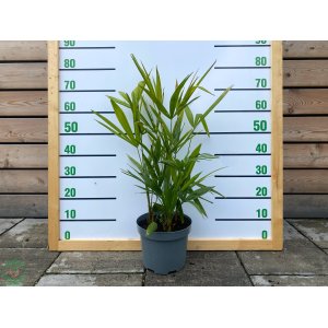Palma konopná (Trachycarpus fortunei), výška: 40-60 cm, kont. C1.5L - 4 až 6 paliem v jednom kvetináči (-17°C) 